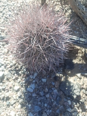 Echinomastus johnsonii