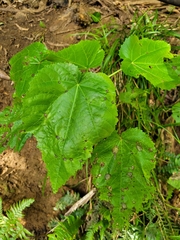 Entelea arborescens
