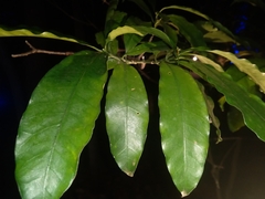 Tabernaemontana elegans