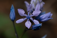 Scilla monophyllos