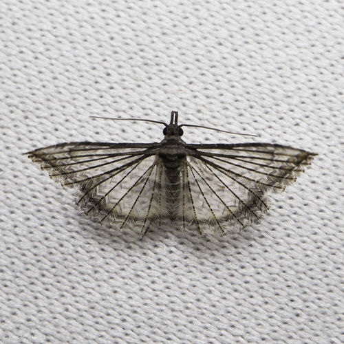 Alucitidae