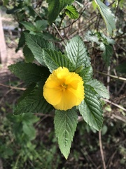 Turnera ulmifolia