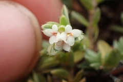 Pimelea oreophila