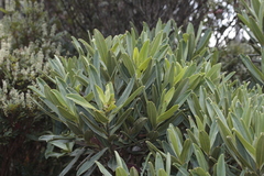 Hibbertia deplancheana