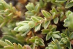 Pimelea oreophila