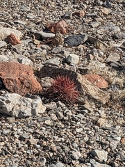 Echinomastus johnsonii