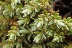 Pimelea oreophila