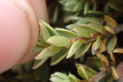 Pimelea oreophila