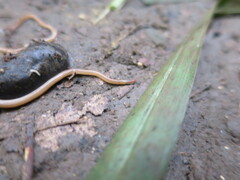 Caenoplana
