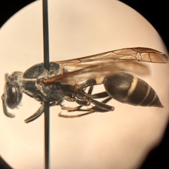 Polybia plebeja