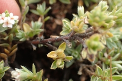 Pimelea oreophila