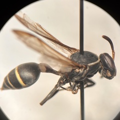 Polybia plebeja