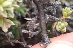 Pimelea oreophila