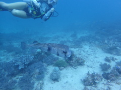 Chilomycterus reticulatus