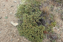Pimelea oreophila