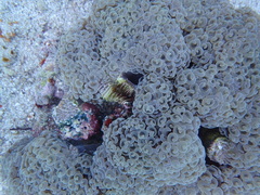 Fimbriaphyllia ancora