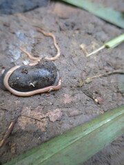 Caenoplana