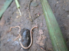 Caenoplana