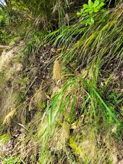 Miscanthus nepalensis