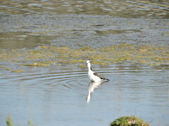 Himantopus mexicanus melanurus