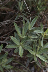 Hibbertia deplancheana