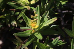 Hibbertia deplancheana