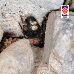 Mutilla quinquemaculata