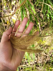 Miscanthus nepalensis