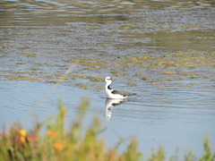 Himantopus mexicanus melanurus
