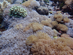 Clavularia