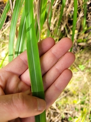 Miscanthus nepalensis