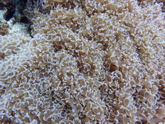 Fimbriaphyllia ancora
