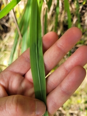 Miscanthus nepalensis