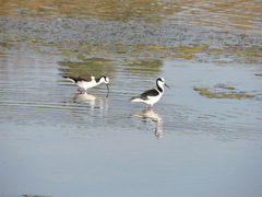 Himantopus mexicanus melanurus