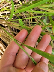 Miscanthus nepalensis
