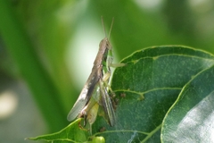 Neorthacris