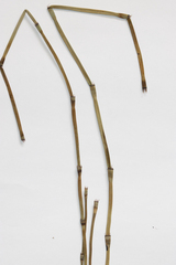 Equisetum × moorei