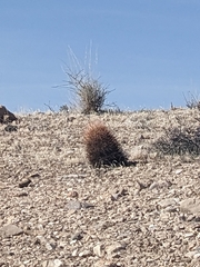 Echinomastus johnsonii