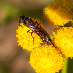 Sapygina decemguttata