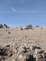 Echinomastus johnsonii