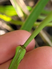 Miscanthus nepalensis