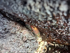 Eriphides hispida