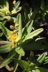 Hibbertia deplancheana
