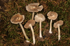 Inocybe velicopia