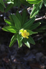 Hibbertia deplancheana