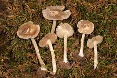 Inocybe velicopia