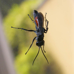 Arachnospila