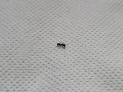 Formicidae