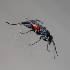 Arachnospila