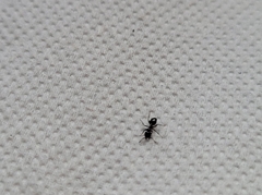 Formicidae